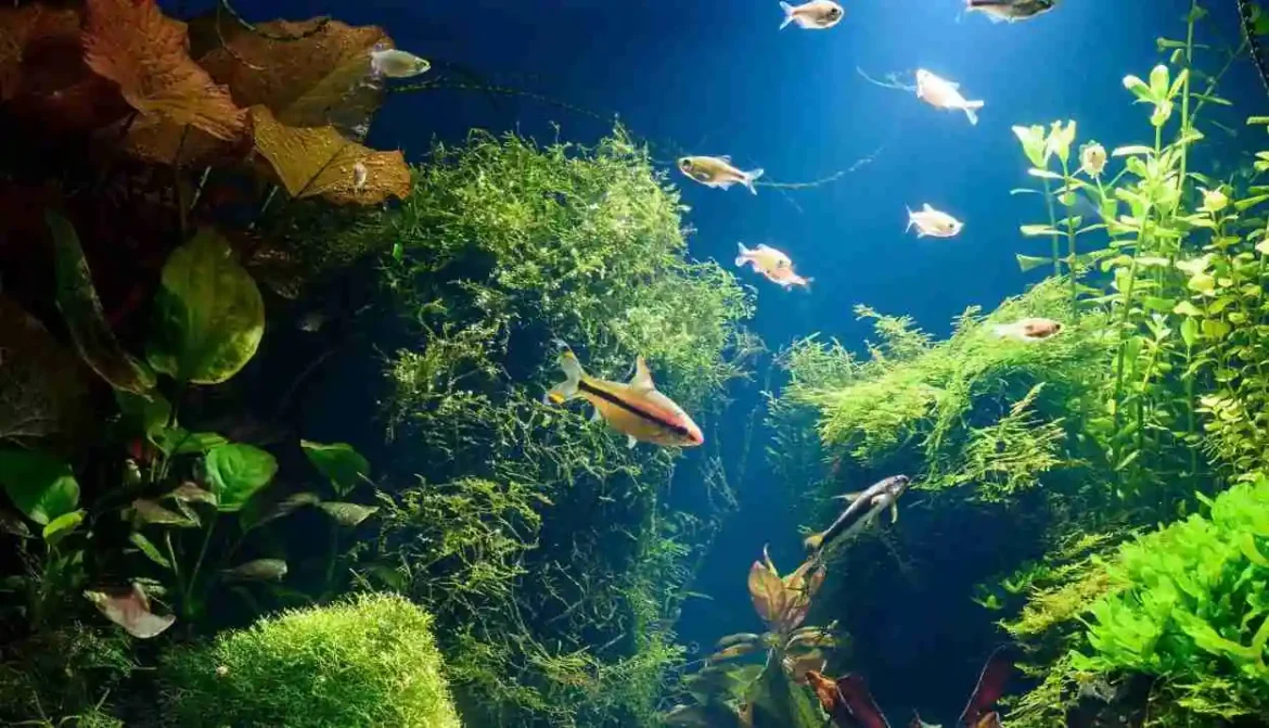 Novo aquário de Foz do Iguaçu vagas de emprego