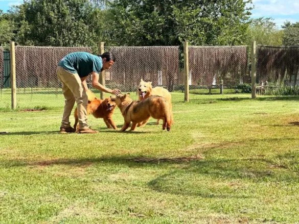 zoo-park-foz-novo-nome-zoologico-moderno-diferentes-amados-foz-do-iguacu-Do-Lobo-ao-cao
